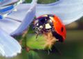 Coccinella septempunctata