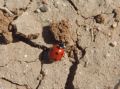 Coccinella algerica