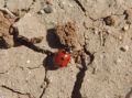 Coccinella algerica