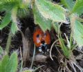 Coccinella magnifica