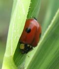 Adalia bipunctata