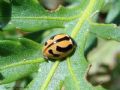 Coccinella miranda