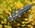 Coccinella septempunctata