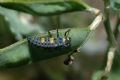 Coccinella septempunctata