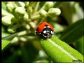 Coccinella septempunctata