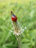 Coccinella septempunctata