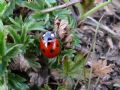 Coccinella septempunctata