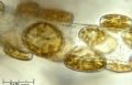 Cocconeis sp.