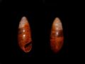 Hypnophila Pupaeformis