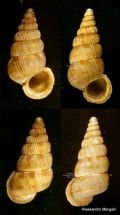 Cochlostoma westerlundi westerlundi