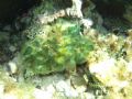 Codium sp.
