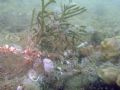 Codium sp.