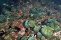 Codium bursa