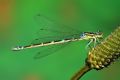 Coenagrion scitulum