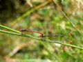 Ceriagrion tenellum