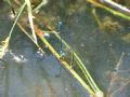 Coenagrion puella