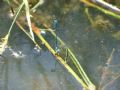 Coenagrion puella