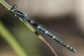 Coenagrion scitulum