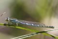 Coenagrion scitulum