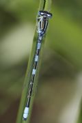 Coenagrion scitulum