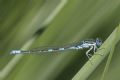 Coenagrion scitulum