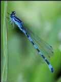 Coenagrion mercuriale castellani