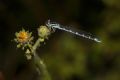 Coenagrion scitulum