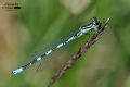 Coenagrion hastulatum