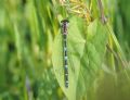 Coenagrion ? pulchellum x puella