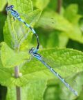 Coenagrion caerulescens