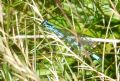 Coenagrion hastulatum