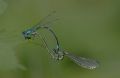 Coenagrion pulchellum