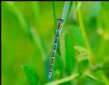 Coenagrion scitulum