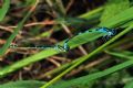 Coenagrion scitulum