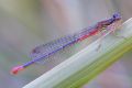 Ceriagrion tenellum