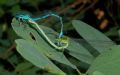 Coenagrion puella