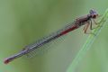 Ceriagrion tenellum