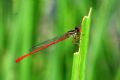 Ceriagrion tenellum