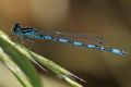 Coenagrion mercuriale castellani