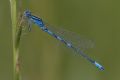 Coenagrion scitulum