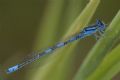 Coenagrion caerulescens