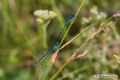 Coenagrion scitulum