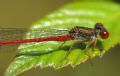 Ceriagrion tenellum