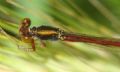 Ceriagrion tenellum