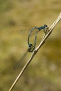 Coenagrion puella