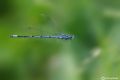 Coenagrion puella