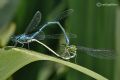 Coenagrion puella