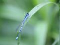 Coenagrion puella