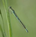 Coenagrion scitulum