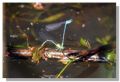 Coenagrion puella